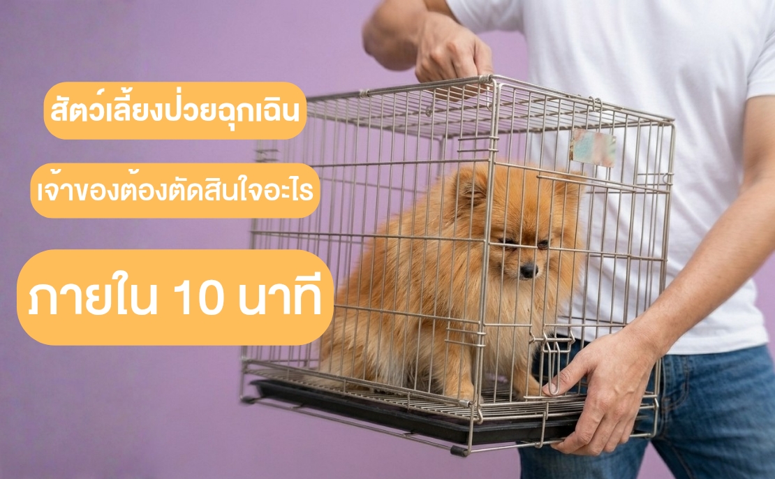 สัตว์เลี้ยงป่วยฉุกเฉิน
